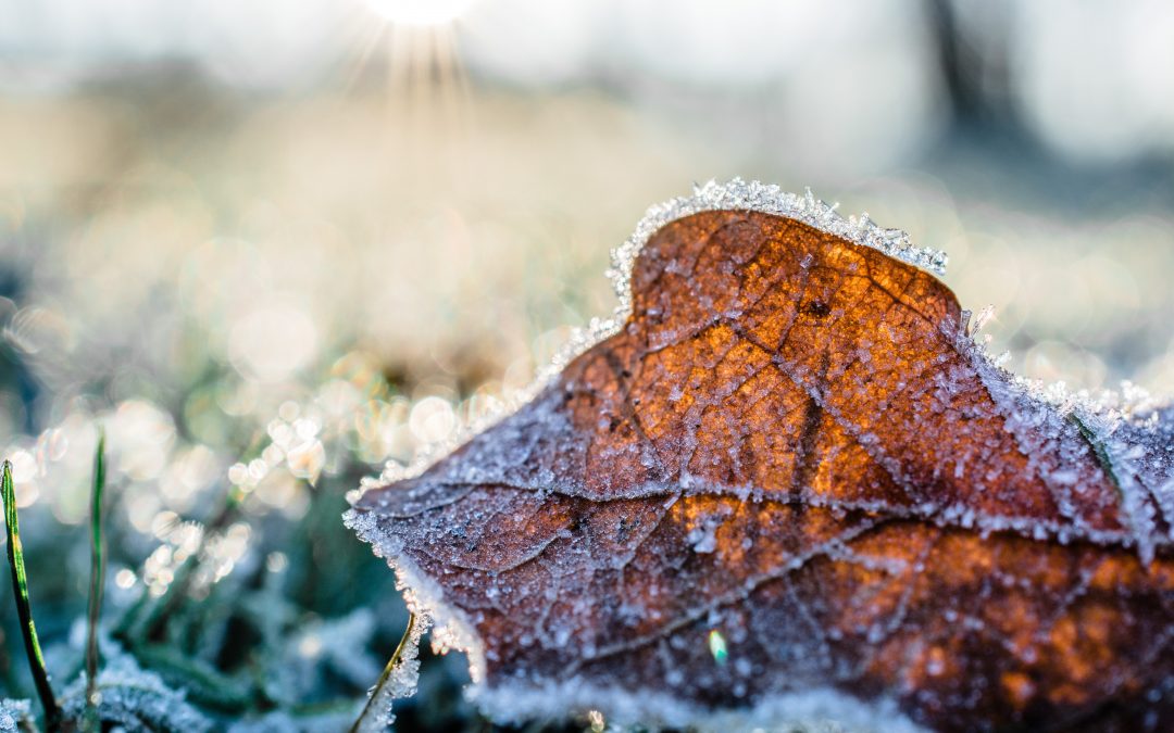 Preparing The Garden For Winter